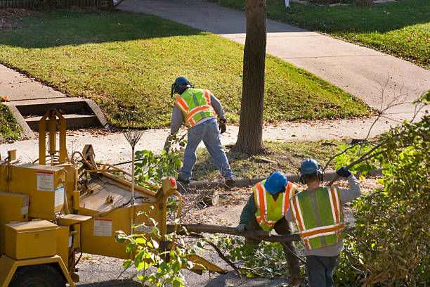 Best Tree Maintenance Programs  in Elk Grove, CA